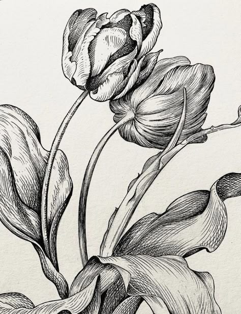 Tulip Ink Drawing, Flower Ink Sketch, Back Nature Tattoo Women, Botanical Pen Drawing, Floral Ink Drawing, Botanical Ink Drawing, Flower Line Drawing Botanical Illustration, Pen Drawing Flower, Pen Flower Drawing