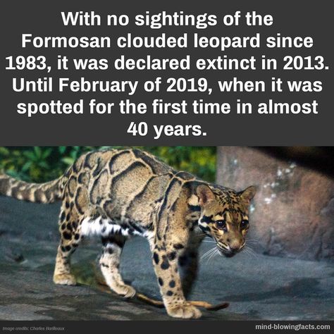 Mind Blowing Facts on Instagram: “#officialmbf #nature #facts” Nature Facts, Yt Ideas, Fun Facts About Animals, Clouded Leopard, Mind Blowing Facts, Cool Facts, Animal Facts, Random Facts, Find A Way