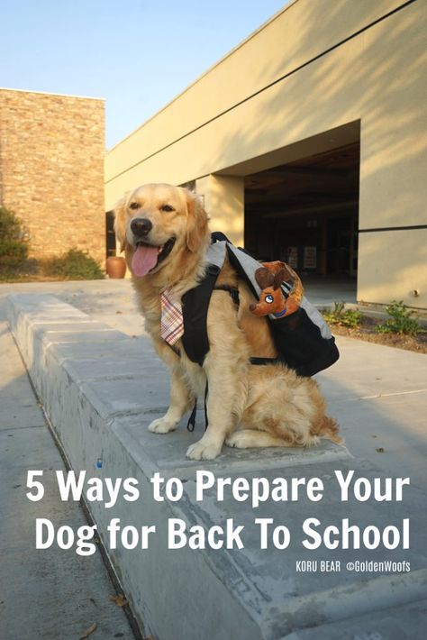 Prepare Your Dog For Back to School Dog Park Etiquette, School Photoshoot, Special Animals, First Day Of School Pictures, Puppy School, Basic Dog Training, Dog School, Dog Photoshoot, Christmas Calendar