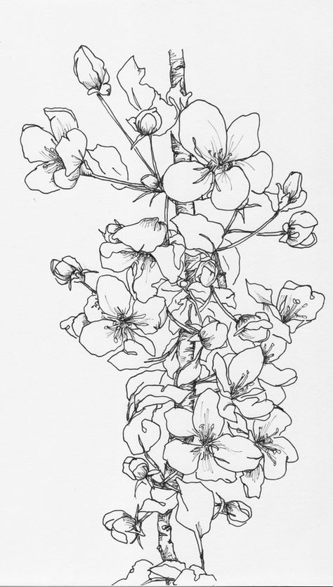 Crab Apple Branch - 5/31/16 - esolomon Crab Apple Blossom Tattoo, Crab Apple Tattoo, Crab Apple Flower, Apple Blossom Tattoos, Apple Tree Drawing, Apple Branch, Cherry Blossom Pictures, Apple Flowers, Pyrography Patterns