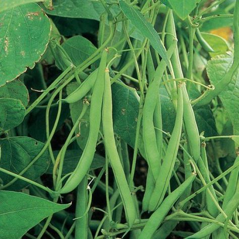 The Idiots Guide: How to Grow French Beans From Seed in The Kitchen at Home or in the Greenhouse Sensory Garden Plants, Garden Beans, Bean Garden, Growing Tomatoes From Seed, Gardening Tomatoes, Sweet Pea Plant, French Beans, Tomato Trellis, Growing Tomato Plants