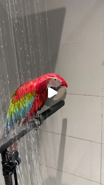 Red Macaw, Talking Birds, Scarlet Macaw, Parrots Talking, Red Fronted Macaw, Parrot Talking, Blue Spix Macaw, Pet Birds Parrots, Red And Green Macaw