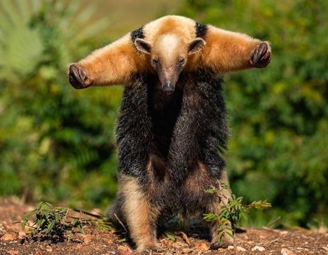 Silky Anteater, Coolest Animals, Bizarre Animals, Elephant Shrew, Animals Friendship, Tasmanian Devil, Love Animals, Foto Art, Animals Of The World