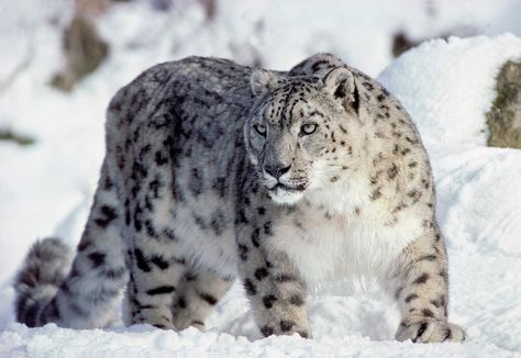 Snow Panther, Snow Leopard Tattoo, Black Jaguar White Tiger, Fun Facts About Animals, Clouded Leopard, Black Jaguar, Animal Facts, Cheetahs, Cat Behavior