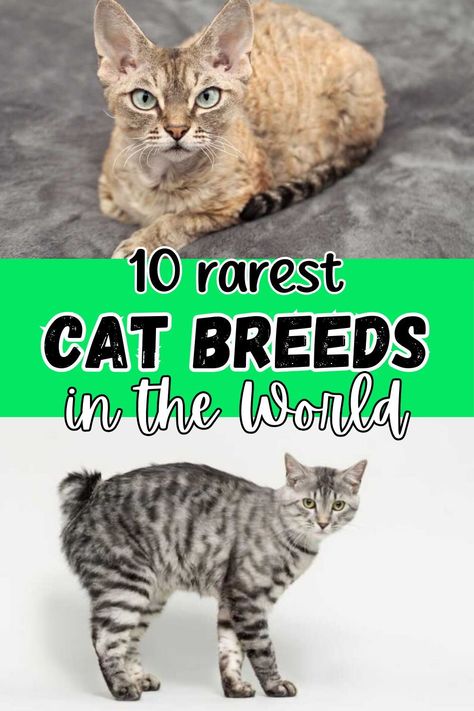 Cats are one of the most common household pets in the world; however, not all cat breeds are quite so common. So, which are the ten rarest cat breeds in the world?
The rarest cat breed in the world is the Sokoke cat. These cats were at one point considered a hybrid, but that theory has been proven incorrect. However, while none are quite as rare as the Sokoke, there are lots of other rare breeds such as the Devon Rex cat, Kurilian Bobtail cat, Norwegian Forest cat, and more. Sokoke Cat, Albino Cat, Cat Breeds List, Turkish Van Cats, Chartreux Cat, All Cat Breeds, Rare Cat Breeds, Tonkinese Cat, Bobtail Cat