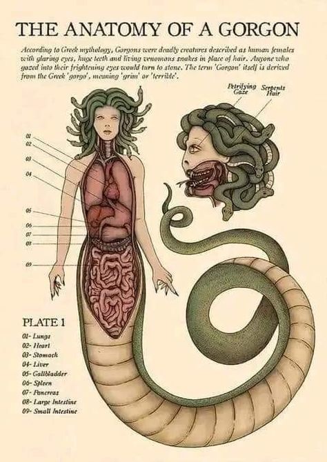 Gorgon Aesthetic, Fairytale Creatures, Greek Gods And Goddesses, Ancient India, Mythology Art, Mythological Creatures, Fantasy Aesthetic, Fashion Mistakes, Greek Gods