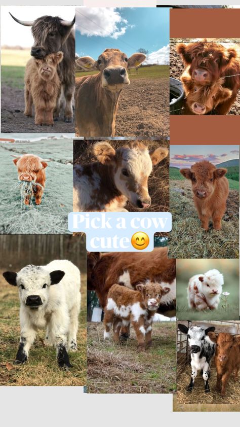 A Poem, Peaches, Always Be, The Whole, Cow, Cute Animals, Collage, Animals