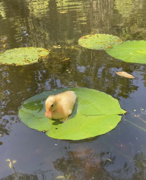 motherthemountain Duck Breeds, Duck Pictures, Pet Ducks, Cute Ducklings, Funny Duck, Cute Animal Drawings Kawaii, Baby Ducks, Funny Birds, Cute Animal Photos