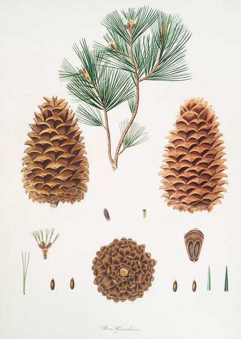 Pine Embroidery, Pine Illustration, Pine Leaves, Pine Tree Art, Illustration Botanique, Scientific Illustration, Botanical Drawings, Plant Illustration, Nature Journal