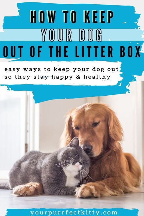 how to keep dog out of litter box Cat Litter Box Ideas To Keep Dogs Out, Where To Put Cat Litter Boxes, Diy Dog Proof Litter Box Ideas, Cat Litter Box Dog Proof, Dog Proof Cat Litter Boxes, Keep Dog Out Of Cat Litter, Dog Proof Litter Box Ideas, How To Keep Dogs Out Of Cat Litter, Keeping Dog Out Of Cat Litter