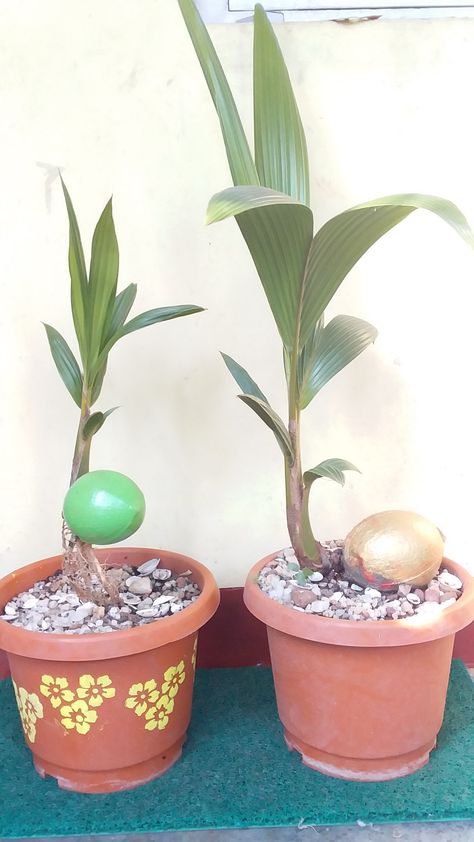 Coconut Bonsai, Bonsai Ideas, Planter Pots, Coco, Coconut, Plants, Green, Quick Saves, Nature