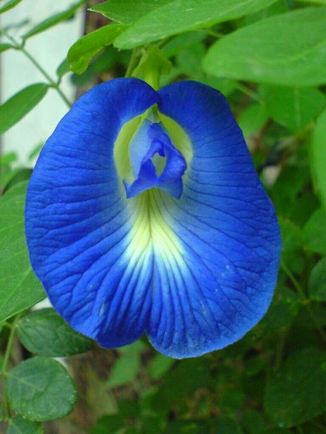 Roselle Hibiscus, Butterfly Pea Flower, Asian Countries, Butterfly Pea, Pea Flower, Blue Garden, Plant Cuttings, Caffeine Free, Exotic Plants