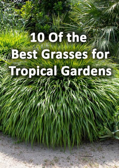 10 Grasses for Tropical Gardens in Cooler Climates - BUCKINGHAMSHIRE LANDSCAPE GARDENERS Tropical Planting Uk, Tropical Shrubs Landscape, Cold Hardy Tropical Plants, Tropical Landscape Lighting, Coastal Courtyard, Tropical Garden Uk, Grass Shrubs, Tropical Shrubs, Florida Plants Landscaping