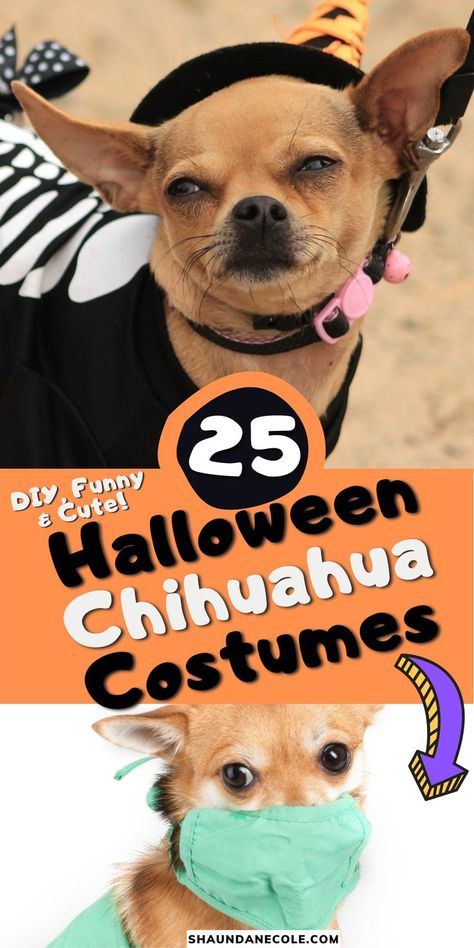 Chihuahua Costumes Halloween, Dogs Iphone Wallpaper, Chihuahua Halloween Costumes, Drawing Chihuahua, Chihuahua Aesthetic, Jack Chi, Chihuahua Costumes, Teacup Art, Chihuahua Mix Puppies