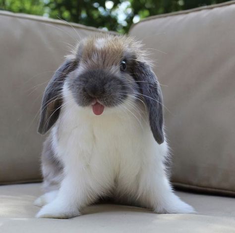 Rabbit Supplies, Bunny Supplies, Bunny Pet, Cutest Bunny Ever, Tongue Out Tuesday, Pet Rabbits, Cute Bunny Pictures, Cute Bunnies, Bunny Mom