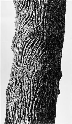 Drawings Of Trees, Tree Trunk Drawing, Aesthetic Research, Tree Bark Texture, Tree Drawings Pencil, Tree Textures, Texture Drawing, Tree Sketches, Tree Artwork