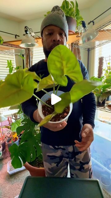 Root Wata ™ on Instagram: "Perlite propagation with a layer of soil to lock in moisture, is my go to method for rapid root growth and development…🪴

#perlite #propagation #planthacks #plantcaretips" Perlite Propagation, Plant Hacks, Soil Layers, Root Growth, Growth And Development, Plant Care, I Cant, House Plants, Soil