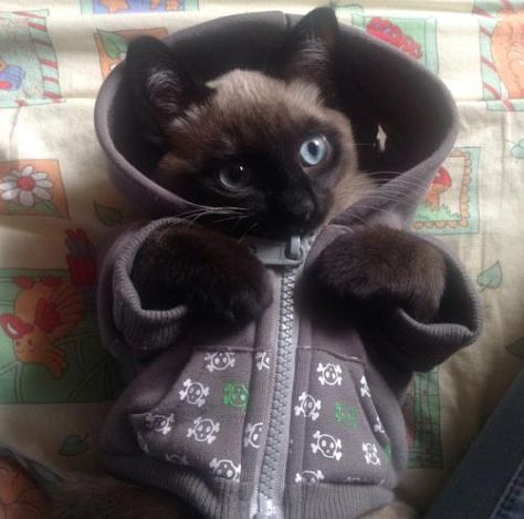 Animals In Costumes, Cats In Hats, Birthday Cat, Siamese Kittens, Funny Kitty, Kitten Pictures, Cat Fashion, Cute Kitties, Cat Behavior