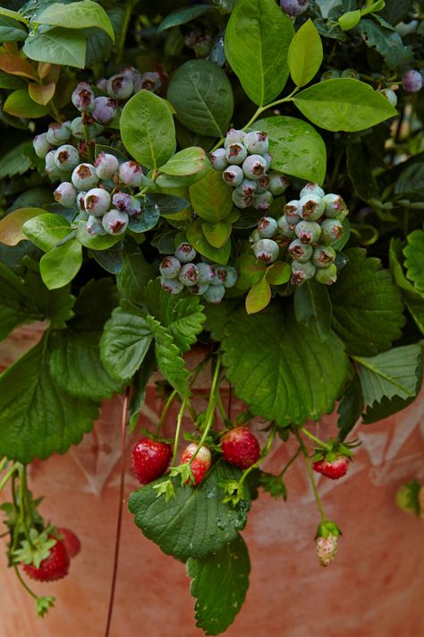 Blueberry Companion Plants, Blueberry Gardening, Acidic Soil, Growing Blueberries, Blueberry Plant, Organic Pest Control, Blue Berries, Berry Plants, Basil Plant