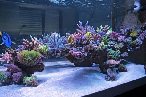 Click this image to show the full-size version. Reef Tank Design, Reef Aquascaping, Reef Tank Aquascaping, Saltwater Aquarium Setup, Nano Reef Tank, Marine Fish Tanks, Custom Aquarium, Saltwater Aquarium Fish, Saltwater Fish Tanks