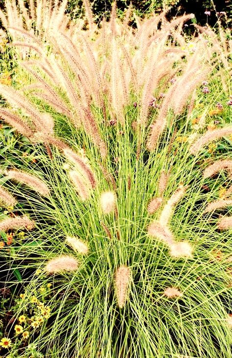 https://flic.kr/p/2gU1mMX | Nature. Pennisetum Alopecuroides, Lithops Succulents, Ornamental Grass, Fountain Grass, Perennial Vegetables, Have A Nice Weekend, Cosmos Flowers, Fragrant Plant, Heirloom Vegetables