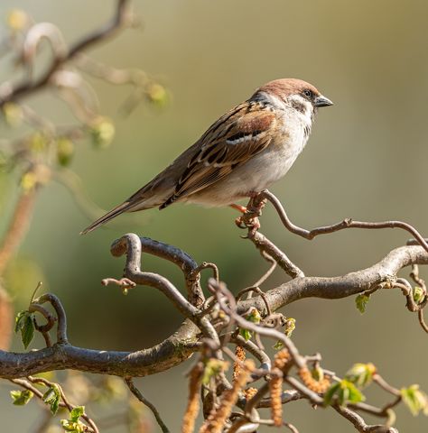 Sparrow Bird Branch, #Sparrow, #Branch, #Bird Sparrow On Branch, Aesthetic Cute Wallpaper, Comic Making, Sparrow Drawing, Beak Mask, Bird Pet, Sparrow Art, Bird Branch, Sparrow Tattoo