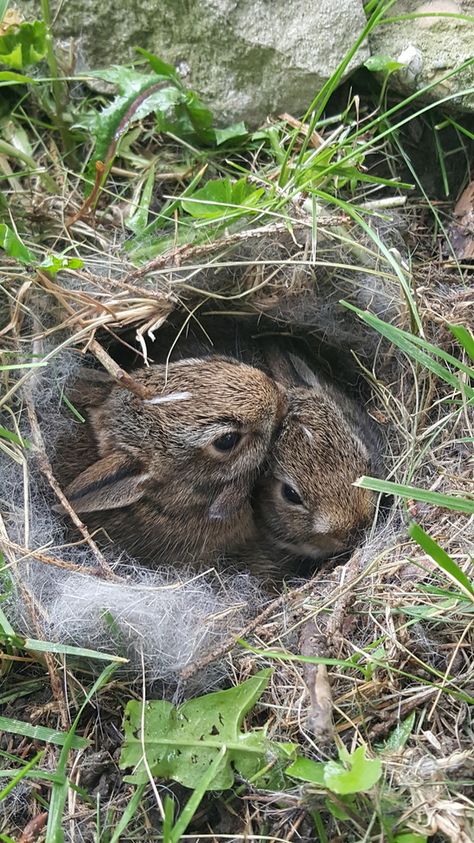 A nest of baby bunnies in our backyard... Haseul Loona Photoshoot, Loona Photoshoot, Baby Rabbits, Corduroy Overshirt, Regnul Animal, Wildlife Photos, Baby Bunnies, Cute Animal Pictures