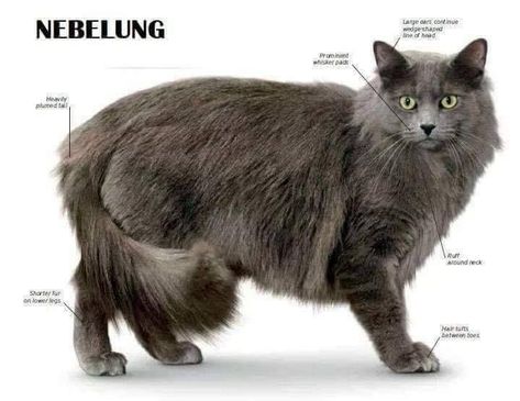 Nebelung Cat, Nebelung, Several Cat, Cat Drawing Tutorial, Cat Anatomy, Cat Species, Cat Reference, Cat Talk, Create A Website