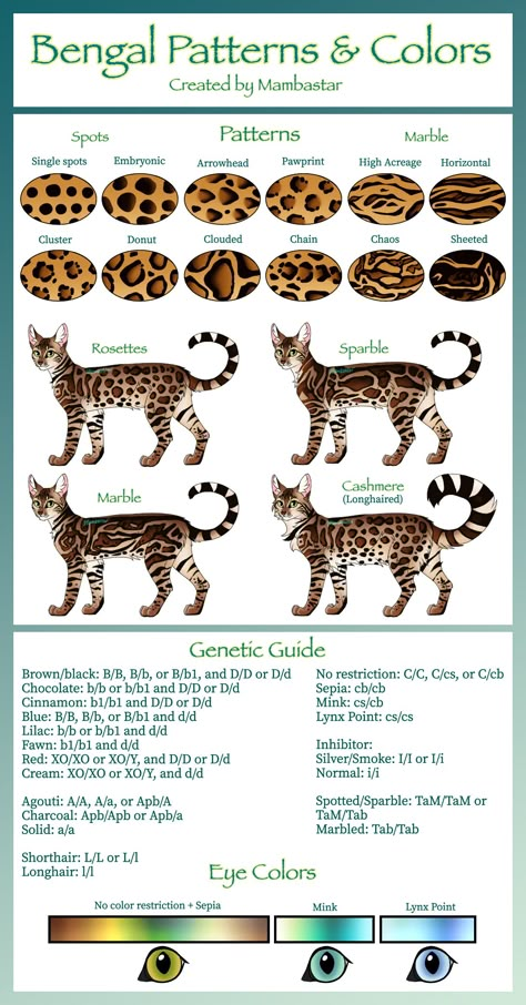 Mambastar on Deviant Art: I spent many hours researching this. Please note that there might be some inaccuracies; I am not an expert on Bengals, so I have offered information I have gained through my unprofessional research. Take it with a grain of salt! You are free to use this chart and share it, but please always make sure to credit me (something along the lines of, "made by Mambastar on Deviant Art). <https://www.deviantart.com/mambastar/art/Bengal-Patterns-and-Colors-2022-903648029> Cat Fur Patterns, Cool Cat Fur Patterns, Cat Fur Designs, Cat Fur Patterns Coats, Unique Cats Markings, Bengal Cats, Bengal Cat Drawing, Cat Print Tattoo, Bengal Cat Colors