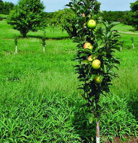 Planting Apple Trees, Growing Apple Trees, Apple Tree Care, Fruit Trees Backyard, Apple Plant, Fruit Tree Garden, Orchard Design, Growing Fruit Trees, Apple Trees