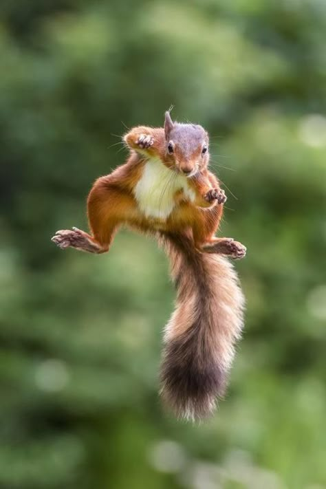 Squirrel snapped flying through the air like Superman – STV News Flying Squirrel Drawing, Giant Flying Squirrel, Japanese Flying Squirrel, Flying Squirrels, Happy Squirrel, Funny Horse Pictures, Squirrel Pictures, Animals Tattoo, Tattoo Nature