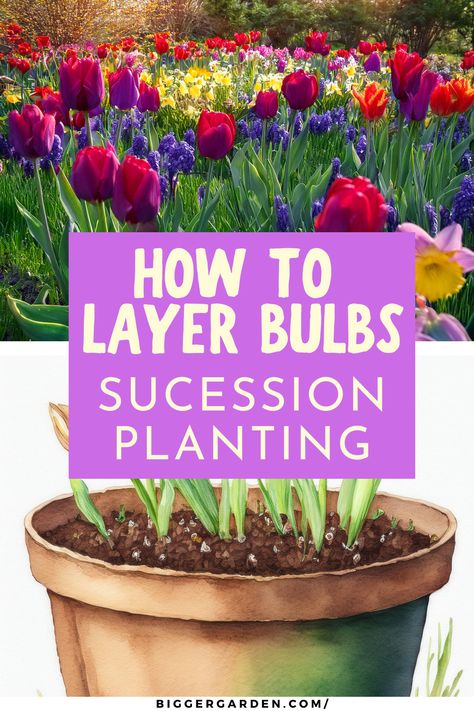 How To Layer Spring Bulbs For Succession Planting: Lasagna When To Plant Flower Bulbs, Layered Bulb Planting, Flower Bulb Lasagna, Lasagne Planting Bulbs, Bulb Lasagna Pots, Lasagna Bulb Planting, Lasagna Planting Bulbs, Lasagna Gardening Layers, Bulb Planting Design