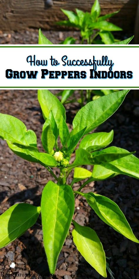 Can't have a garden outdoors but love fresh peppers? Did you know you can grow them indoors? I am going to share some tips on How to Successfully Grow Peppers Indoors! #garden #grow #greenthumb #growing #plants #pots #peppers #containergardening #gardening Indoors Garden, Garden Basics, Grow Peppers, Starter Garden, Growing Bell Peppers, Growing Food Indoors, Growing Peppers, Indoor Vegetable Gardening, Tower Garden