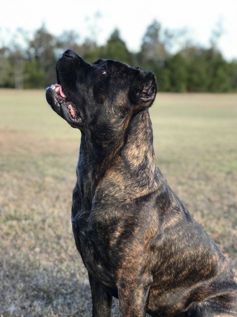 Brindle Cane Corso, Cane Corso Kennel, Cane Corso Non Cropped Ears, Formentino Cane Corso, Cane Corso Brindle, Uncropped Cane Corso, Presa Canario, Cane Corso Black Brindle, Cane Corso Dog