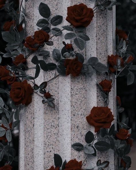 On The Side, Red Roses, Roses, Stone, Wall, Red, White, Black