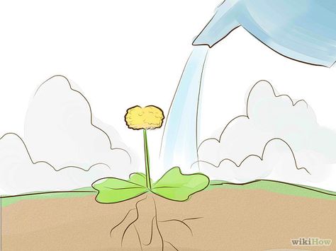 Get Rid of Dandelions in Lawn  (11 options) Get Rid Of Dandelions, Weeds In Lawn, A Dandelion, Front Lawn, Lawn And Garden, The Soil, Backyard Landscaping, Garden Plants, In The Garden