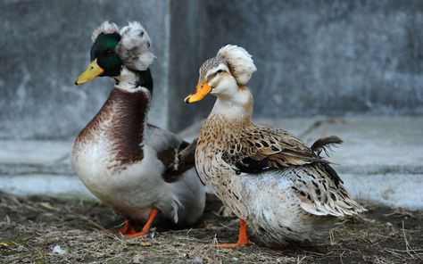 Crested Duck - Breed Profile & Facts - LearnPoultry Crested Duck, Australorp Chicken, Egg Laying Hens, Leghorn Chickens, Duck Feed, Duck Species, Duck Breeds, Aquatic Birds, Laying Hens