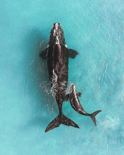 Mum and calf playing in the crystal clear water 💦 🐋! 📷 @jackknipler #whale #ocean  #whale #whales #wave #whalelover #whalelove… Ocean Wallpaper, Blue Whale, Ocean Creatures, Marine Animals, Ocean Animals, Crystal Clear Water, In The Ocean, Sea World, Large Animals