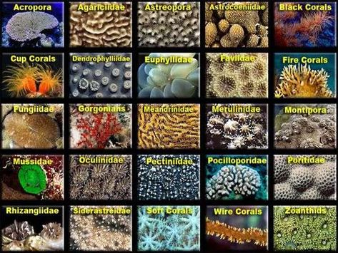 Coral types and how to recognize them | Similan islands Corals Coral Types, Ceramic Coral Reefs, Saltwater Aquarium Setup, Fish Chart, Coral Aquarium, Neon Tetra, Coral Reef Aquarium, Saltwater Fish Tanks, Marine Tank