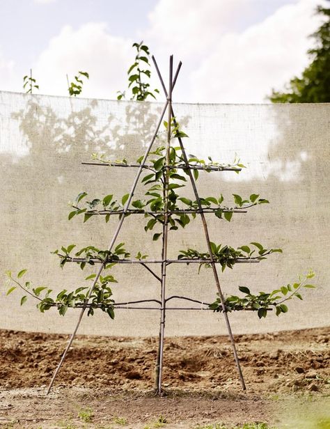 Espalier Fruit Trees, Fruit Tree Garden, Growing Fruit Trees, Potager Garden, Tree Pruning, Garden Veggies, Veg Garden, Growing Fruit, Fruit Garden