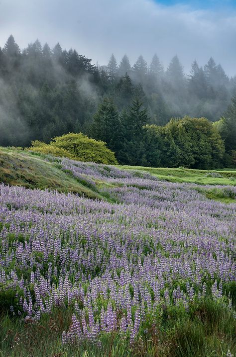 Lupine Morning | The Northcoast Photographer | Flickr Lavender Field Aesthetic, Lavender Forest, Naturecore Aesthetic, Wildwood Flower, Fog Photography, Mobius Strip, Icon Emoji, Photography Aesthetic, Forest Flowers