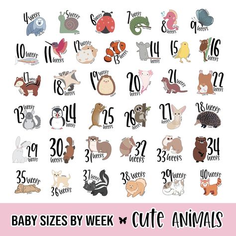 Baby Sizes by Week Animals not Fruit Baby in Womb Week by - Etsy Baby Size By Week Fruit, Baby Growth Chart In Womb, How Big Is Baby Week By Week, Size Of Baby Week By Week, Baby Growth In Womb, Baby Size By Week, Baby Week By Week, Week By Week Pregnancy, 19 Weeks Pregnant