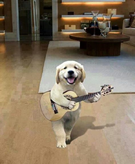 Playing guitar Cute Dog Photos, Dog Projects, Dog Rules, Dog Costumes, Funny Animal Pictures, Dog Love, Animals And Pets, Funny Dogs