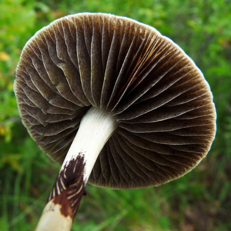 Mushroom Gills, Decay Art, Plant Fungus, Mushroom Hat, Forest Bathing, A Cap, Process Art, Character Design References, Web Design Inspiration