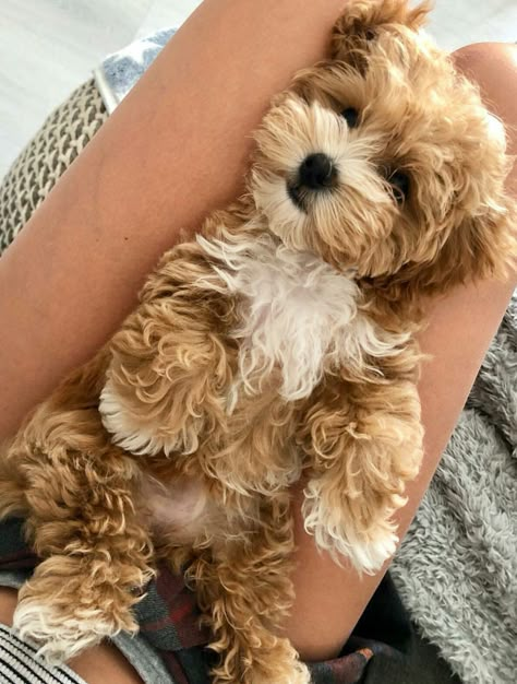 Having Puppies, Cutest Puppies Ever, Poochon Puppies, Cute Fluffy Puppies, Cute Small Dogs, Puppies Cute, Dog Mommy, Cute Dogs Images, Very Cute Puppies