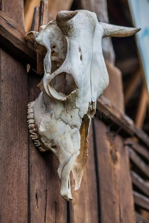 Old buffalo skull royalty free stock photography Skull Hanging, Bison Skull, Skull Reference, Buffalo Skull, Animal Skeletons, Rodeo Fashion, Wooden Projects, Stock Photography Free, Skull Art