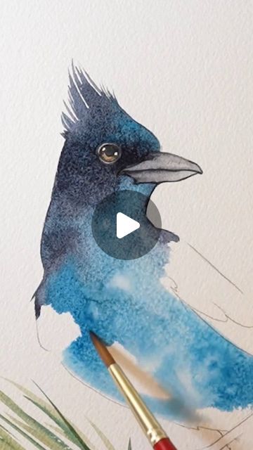 Kiley Busko on Instagram: "Stellers Jay watercolor painting  Full tutorial now on Patreon" Jay Drawing, How To Paint A Blue Jay, Stellar Jay Painting, Stellers Jay, Watercolor Bluejay, Watercolor Birds Tutorial, Kingfisher Watercolor Painting, Budgie Watercolor, Birds Watercolor