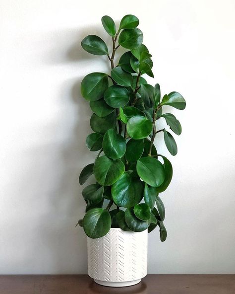 Peperomia Obtusifolia, Houseplants Decor, Houseplants Low Light, Peperomia Plant, Houseplants Indoor, Plant Painting, House Plant Care, Foliage Plants, Outdoor Plants