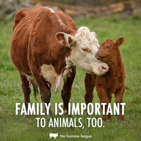 Family Is Important, Animal Experiments, Animal Activism, Animal Liberation, Stop Animal Cruelty, Vegan Animals, Animal Sanctuary, Animal Farm, Animal Rights