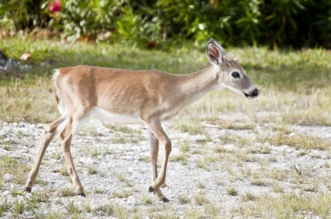 Deer Reference Photo, Deer Side View, Deer Reference, Key Deer, Black And White Photography Portraits, Deer Doe, House Drawing, Whitetail Deer, Life Photo